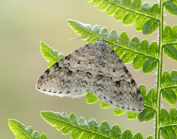 70.115 BF1873 Welsh Wave Venusia cambrica