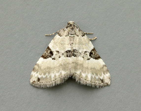 70.136 BF1806 Pretty Pinion Perizoma blandiata