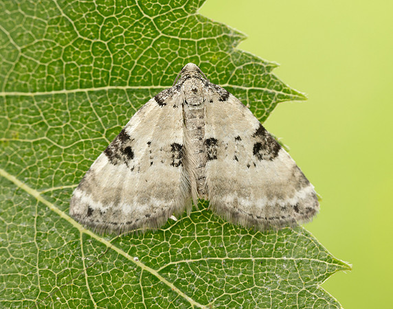 70.136 BF1806 Pretty Pinion Perizoma blandiata