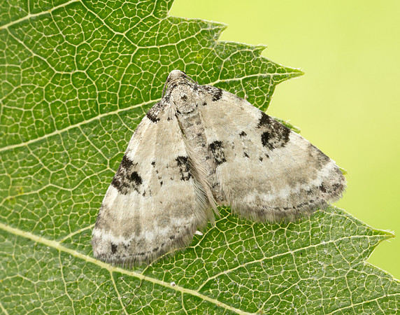 70.136 BF1806 Pretty Pinion Perizoma blandiata