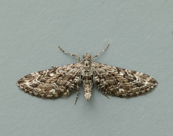 70.168 BF1846 Narrow-winged Pug Eupithecia nanata