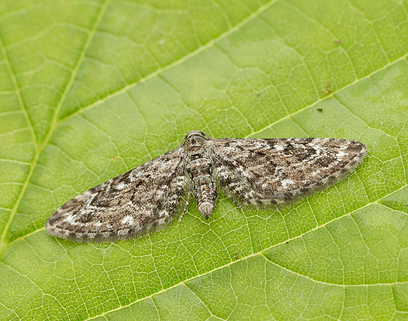 70.168 BF1846 Narrow-winged Pug Eupithecia nanata