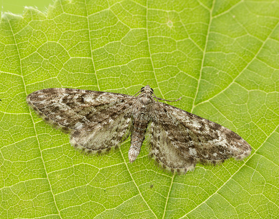 70.168 BF1846 Narrow-winged Pug Eupithecia nanata
