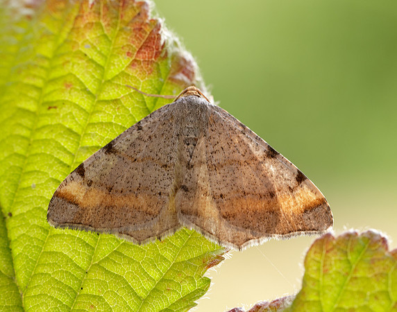 70.214 BF1893 Tawny-barred Angle Macaria liturata