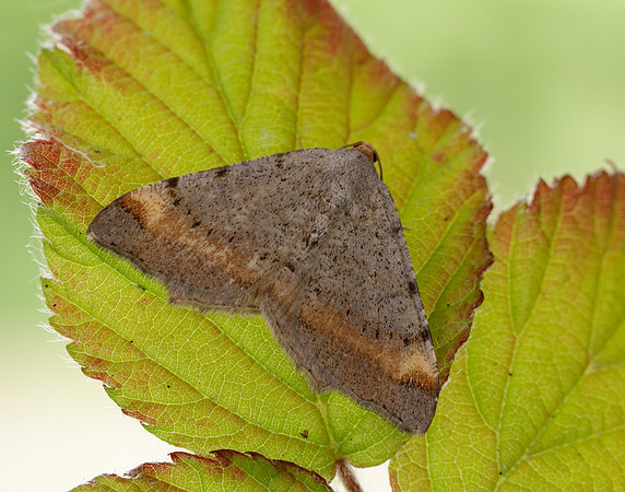 70.214 BF1893 Tawny-barred Angle Macaria liturata
