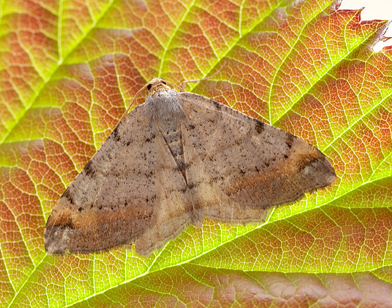 70.214 BF1893 Tawny-barred Angle Macaria liturata
