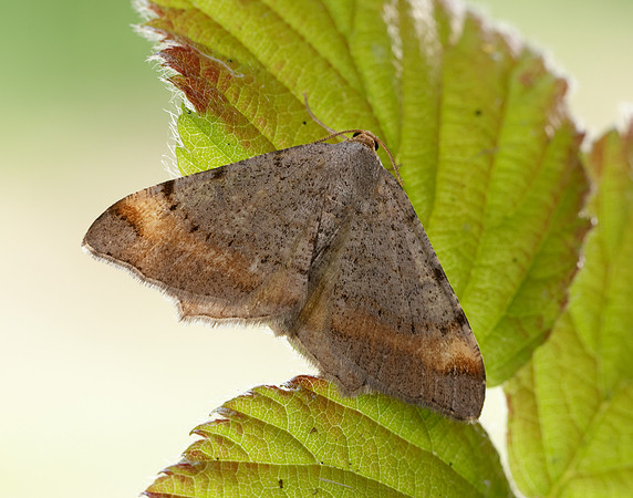 70.214 BF1893 Tawny-barred Angle Macaria liturata