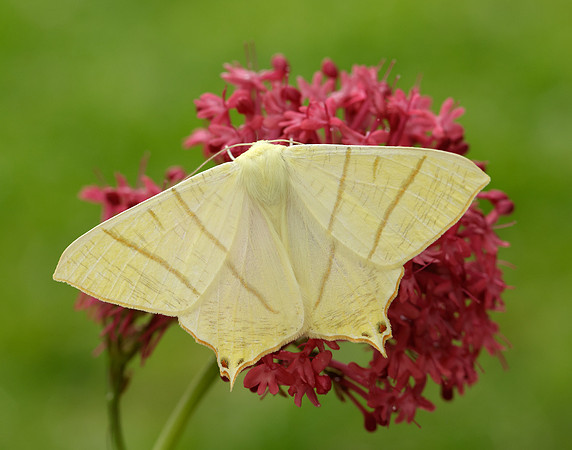 70.243 BF1922 Swallow-tailed Moth Ourapteryx sambucaria