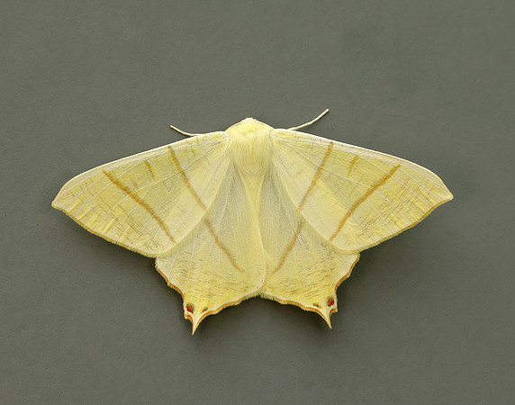 70.243 BF1922 Swallow-tailed Moth Ourapteryx sambucaria