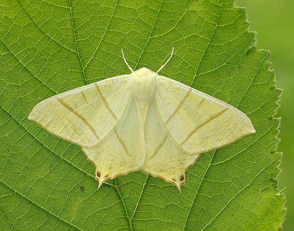 70.243 BF1922 Swallow-tailed Moth Ourapteryx sambucaria