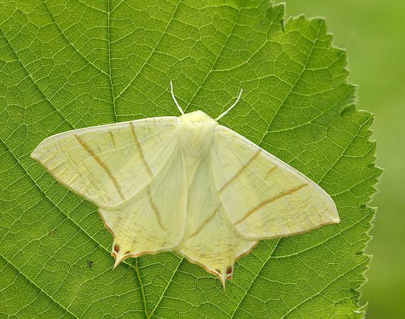 70.243 BF1922 Swallow-tailed Moth Ourapteryx sambucaria