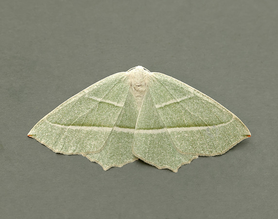 70.283 BF1961 Light Emerald Campaea margaritaria