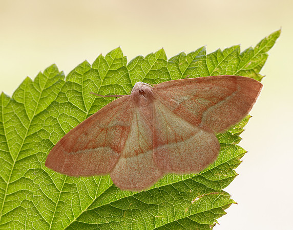 0.284 BF1962 Barred Red Hylaea fasciaria