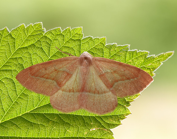 0.284 BF1962 Barred Red Hylaea fasciaria