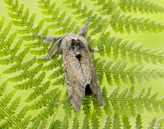 72.016 BF2027 Dark Tussock Dicallomera fascelina
