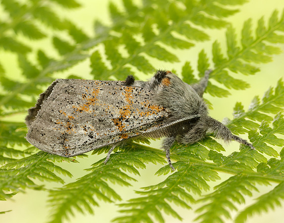 72.016 BF2027 Dark Tussock Dicallomera fascelina