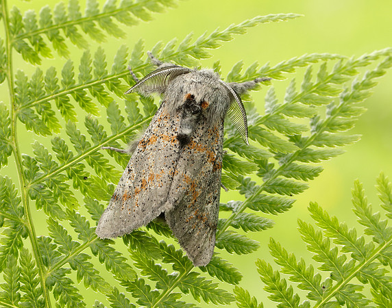72.016 BF2027 Dark Tussock Dicallomera fascelina