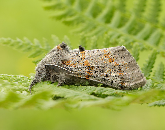72.016 BF2027 Dark Tussock Dicallomera fascelina