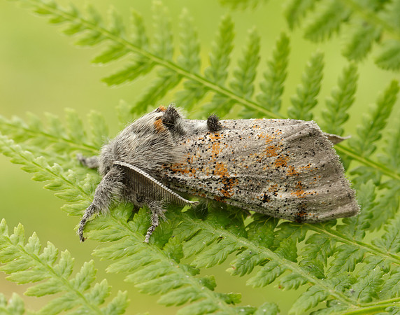 72.016 BF2027 Dark Tussock Dicallomera fascelina