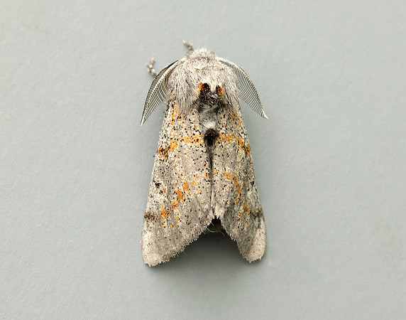 72.016 BF2027 Dark Tussock Dicallomera fascelina