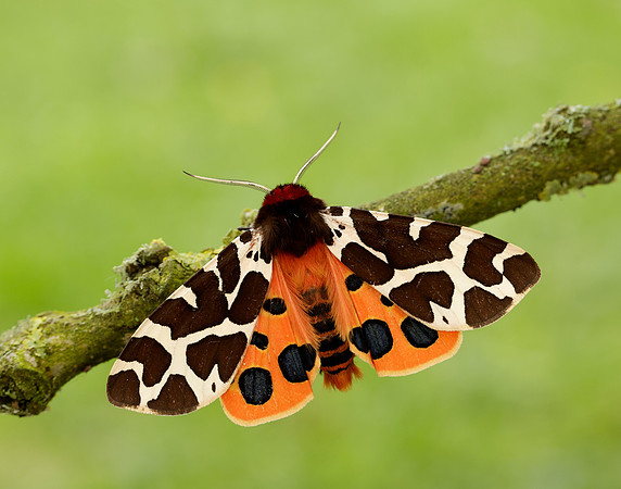 72.026 BF2057 Garden Tiger Arctia caja