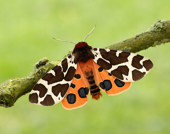 72.026 BF2057 Garden Tiger Arctia caja