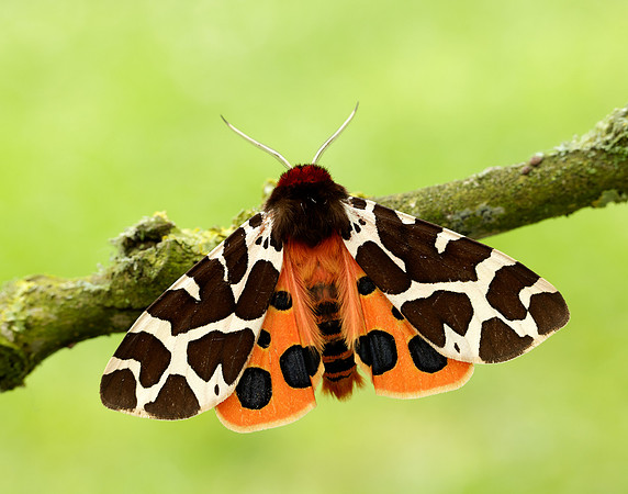 72.026 BF2057 Garden Tiger Arctia caja