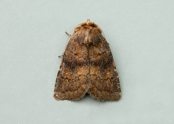 73.102 BF2302 Brown Rustic Rusina ferruginea