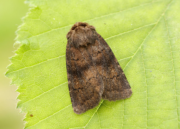 73.102 BF2302 Brown Rustic Rusina ferruginea