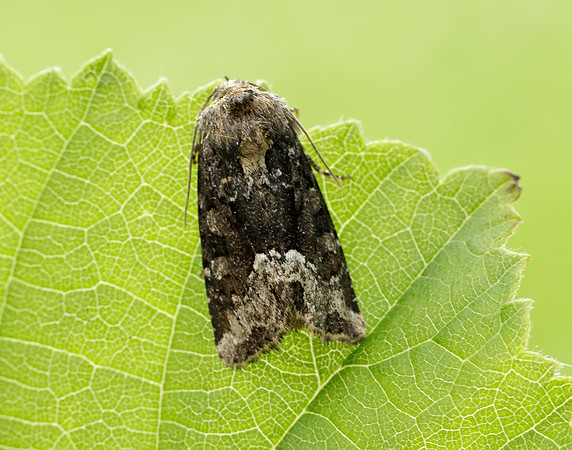 73.173 BF2337 Marbled Minor Oligia strigilis