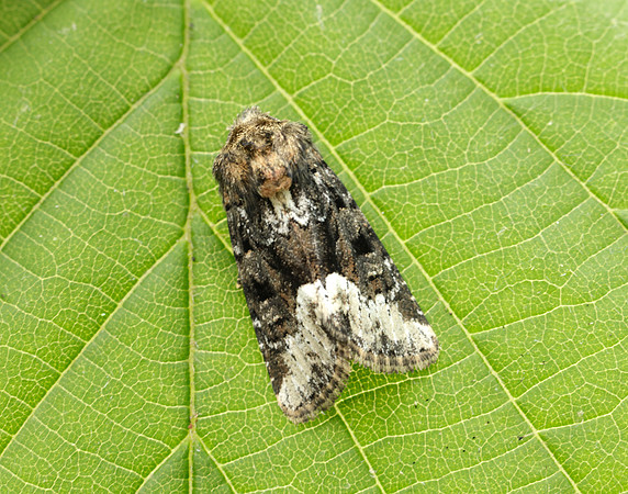 73.173 BF2337 Marbled Minor Oligia strigilis