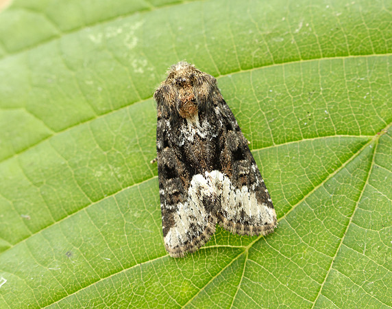 73.173 BF2337 Marbled Minor Oligia strigilis