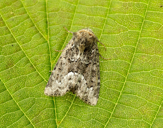 73.173 BF2337 Marbled Minor Oligia strigilis