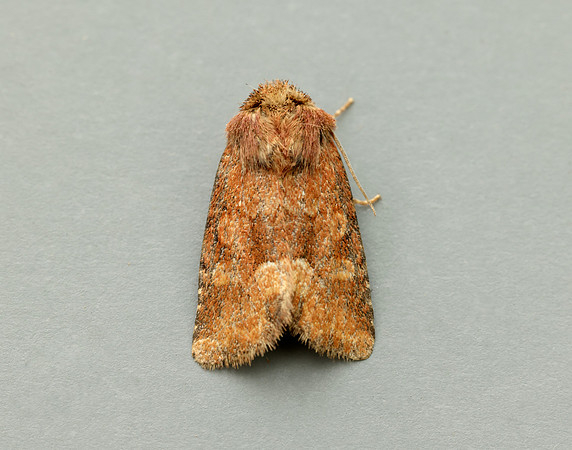 73.176 BF2340 Middle-barred Minor Oligia fasciuncula