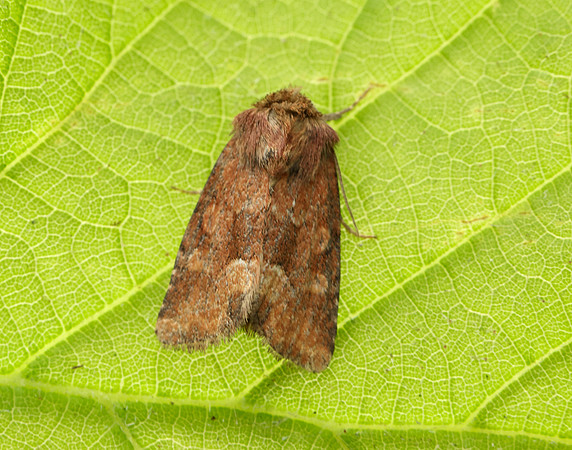 73.176 BF2340 Middle-barred Minor Oligia fasciuncula