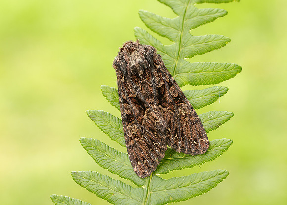 73.238 BF2250 Dark Brocade Mniotype adusta