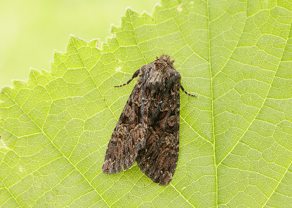 73.238 BF2250 Dark Brocade Mniotype adusta