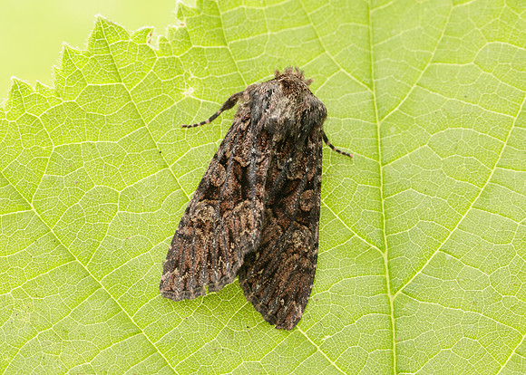 73.238 BF2250 Dark Brocade Mniotype adusta