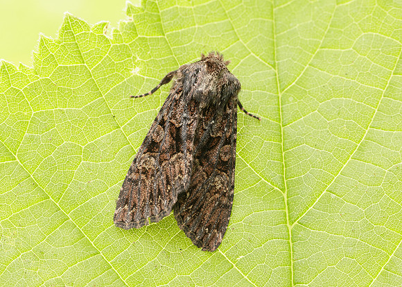 73.238 BF2250 Dark Brocade Mniotype adusta