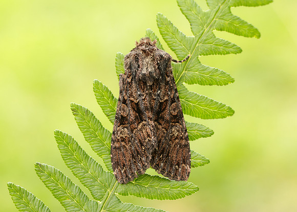 73.238 BF2250 Dark Brocade Mniotype adusta