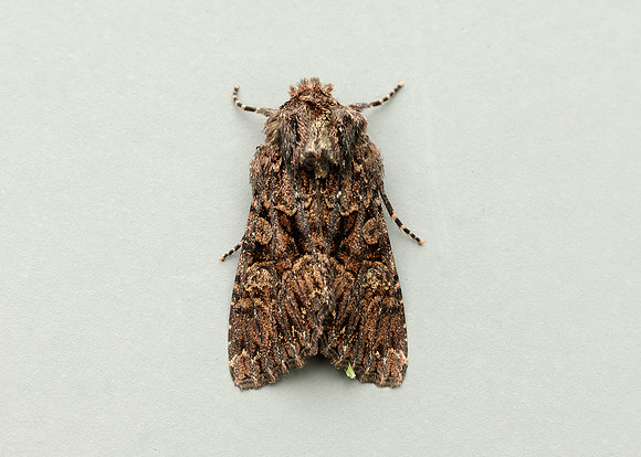 73.238 BF2250 Dark Brocade Mniotype adusta