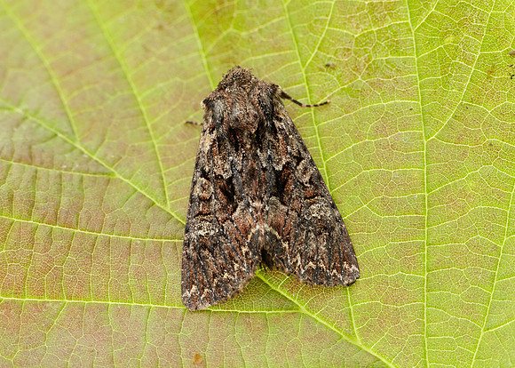 73.238 BF2250 Dark Brocade Mniotype adusta