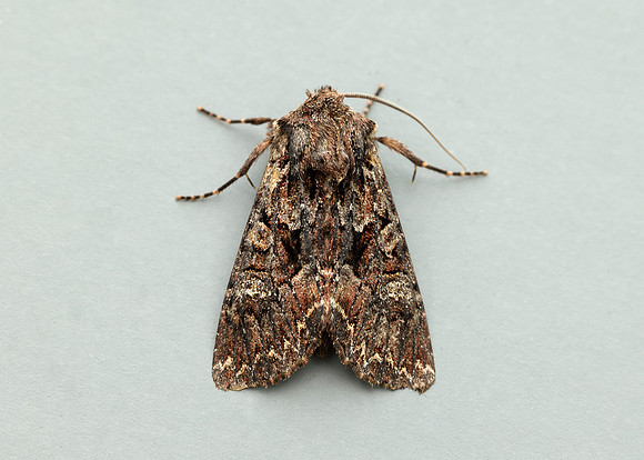 73.238 BF2250 Dark Brocade Mniotype adusta