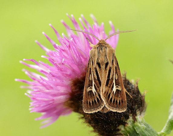 73.254 BF2176 Antler Moth Cerapteryx graminis