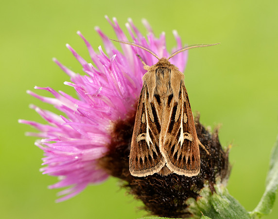 73.254 BF2176 Antler Moth Cerapteryx graminis