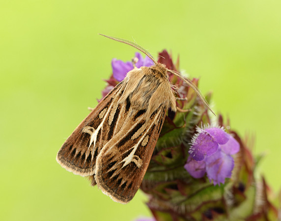 73.254 BF2176 Antler Moth Cerapteryx graminis