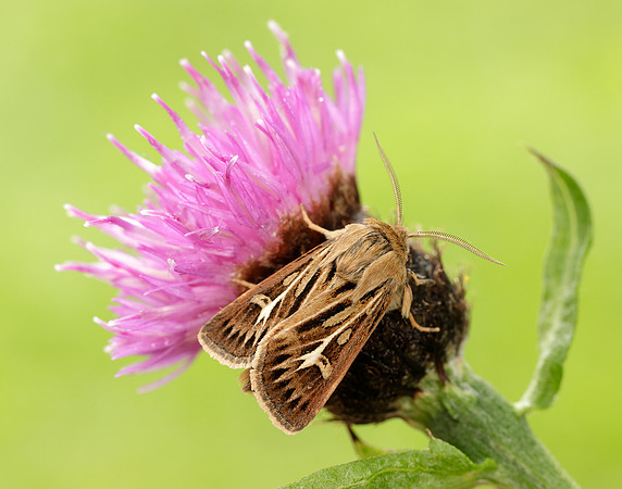 73.254 BF2176 Antler Moth Cerapteryx graminis