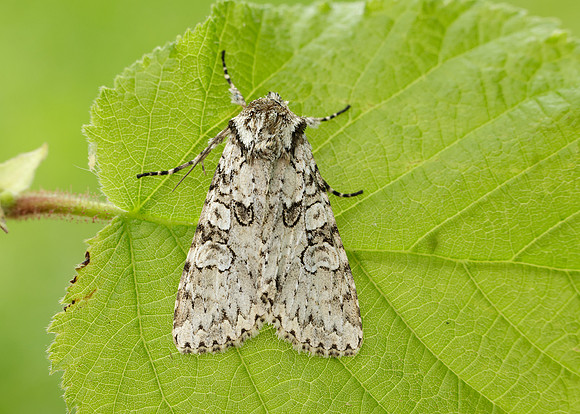 73.261 BF2150 Grey Arches Polia nebulosa