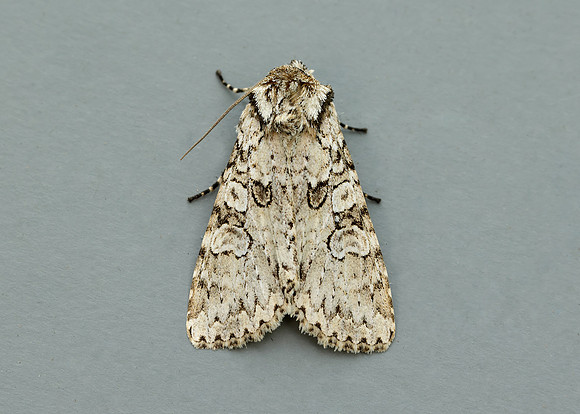 73.261 BF2150 Grey Arches Polia nebulosa