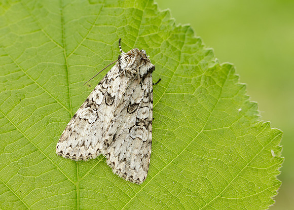 73.261 BF2150 Grey Arches Polia nebulosa